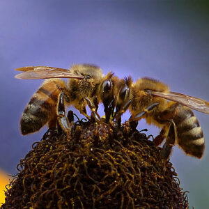 Madu dan Lebah dalam Perspektif Al-Quran - Majalah Nabawi