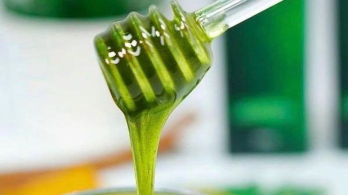 jambu air madu manfaat hijau deli buah kesehatan khasiat