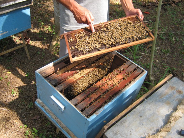 manfaat madu lebah liar