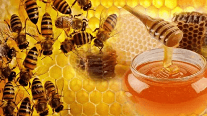 madu lebah asli khasiat manfaat penyubur kandungan