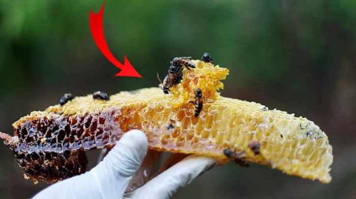 semut madu asli dikerumuni apakah benarkah dokter sehat