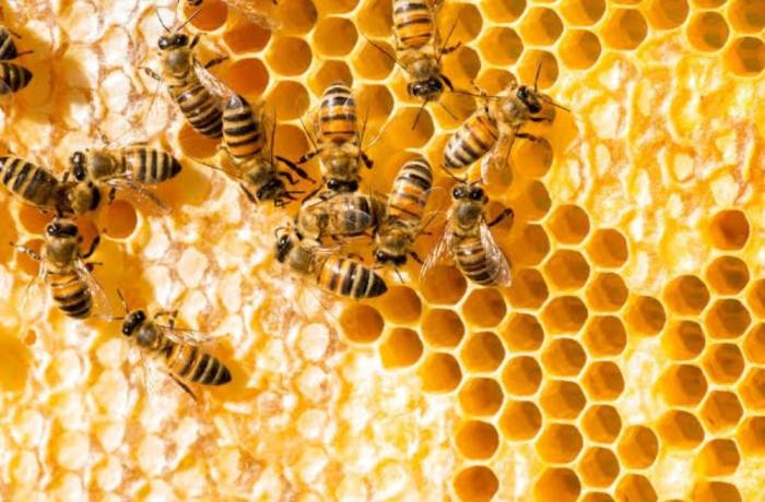 lebah madu langganan boyolali istana negara pembudidaya fakta bersarang memproduksi liar