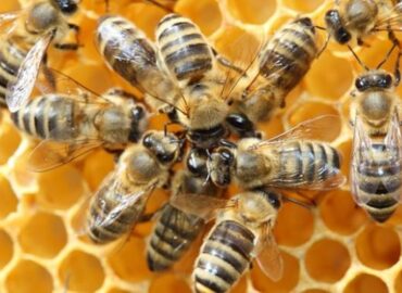 4 Jenis Lebah Madu di Indonesia