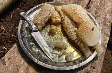 Cara Aman Makan Sarang Lebah Madu, Hindari Sarang yang Sudah Lama
